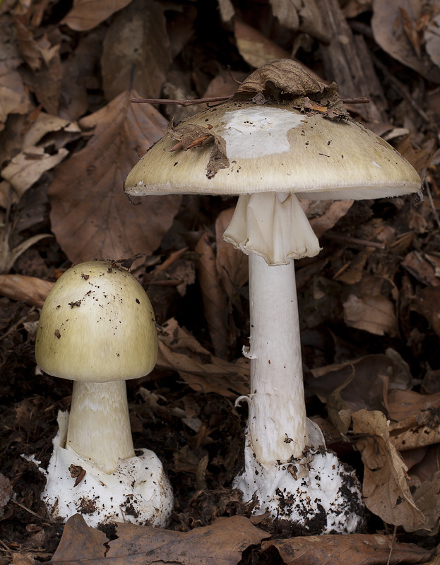 Amanita phalloides